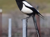 A10A7165Yellow-billed_Magpie