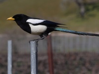 A10A7167Yellow-billed_Magpie