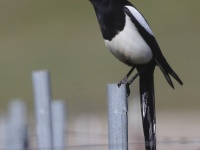 A10A7179Yellow-billed_Magpie