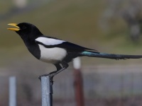 A10A7182Yellow-billed_Magpie