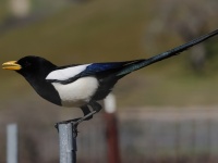 A10A7191Yellow-billed_Magpie