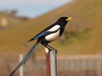 A10A7230Yellow-billed_Magpie