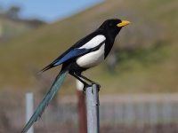 A10A7231Yellow-billed_Magpie