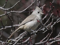 A10A7256Oak_Titmouse