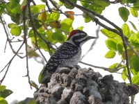 A10A7368Nuttalls_Woodpecker