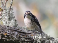 A10A7395Nuttalls_Woodpecker