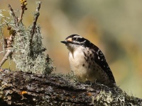 A10A7409Nuttalls_Woodpecker