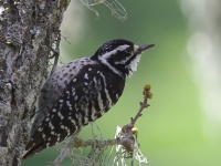 A10A7445Nuttalls_Woodpecker