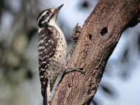 A10A7477Nuttalls_Woodpecker