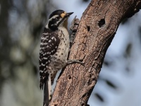 A10A7509Nuttalls_Woodpecker