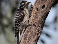 A10A7511Nuttalls_Woodpecker