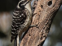 A10A7529Nuttalls_Woodpecker