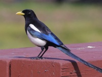 A10A7551Yellow-billed_Magpie