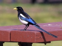 A10A7553Yellow-billed_Magpie