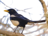 A10A7569Yellow-billed_Magpie