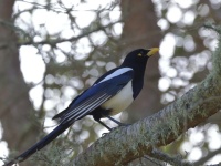 A10A7585Yellow-billed_Magpie