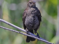 A10A9264Tricolored_Blackbird_Female