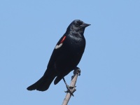 A10A9275Tricolored_Blackbird