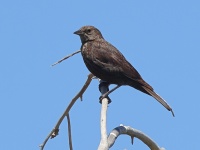 A10A9326Tricolored_Blackbird_Female