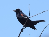 A10A9348Tricolored_Blackbird