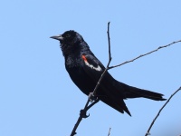 A10A9351Tricolored_Blackbird