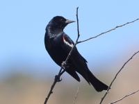 A10A9377Tricolored_Blackbird