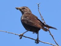 A10A9398Tricolored_Blackbird_Female