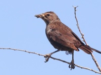 A10A9409Tricolored_Blackbird_Female