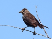 A10A9419Tricolored_Blackbird_Female