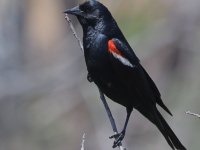 A10A9431Tricolored_Blackbird