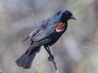 A10A9511Tricolored_Blackbird