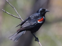 A10A9518Tricolored_Blackbird