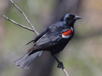 A10A9518Tricolored_Blackbird