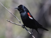 A10A9550Tricolored_Blackbird