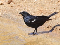 A10A9575Tricolored_Blackbird