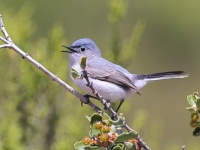 A10A9590Blue-gray_Gnatcatcher