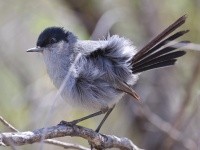 A10A9614California_Gnatcatcher