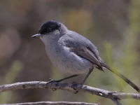 A10A9642California_Gnatcatcher