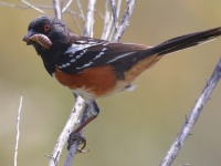 A10A9660Spotted_Towhee