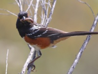 A10A9661Spotted_Towhee