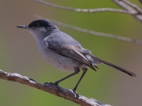 A10A9671California_Gnatcatcher