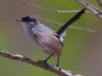 A10A9672California_Gnatcatcher