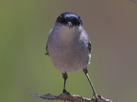 A10A9679California_Gnatcatcher