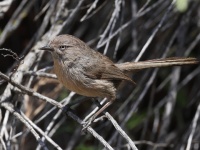 A10A9707Wrentit