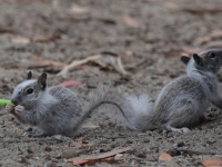 A10A9735Squirrles