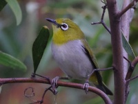 A10A9756Swinhoes_White-eye