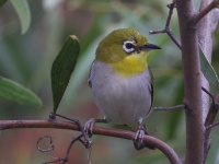 A10A9776Swinhoes_White-eye