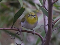 A10A9791Swinhoes_White-eye