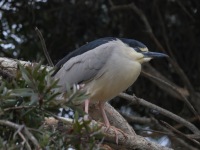 A10A9802Black-crowned_Night-Heron