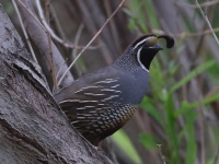 A10A9823California_Quail